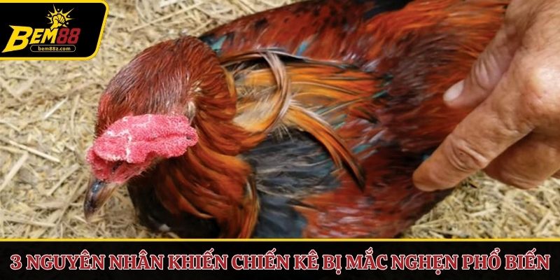 3 nguyên nhân khiến chiến kê bị mắc nghẹn phổ biến 