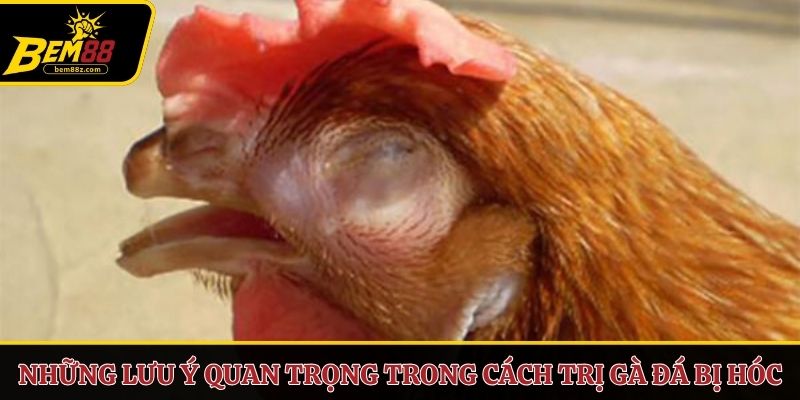 Những lưu ý quan trọng trong cách trị gà đá bị hóc