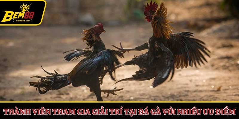 Thành viên tham gia giải trí tại đá gà với nhiều ưu điểm nổi bật