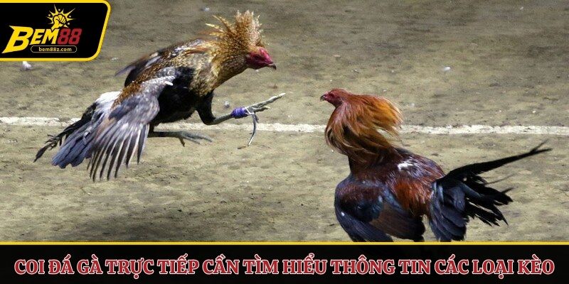 Coi đá gà trực tiếp cần tìm hiểu thông tin các loại kèo