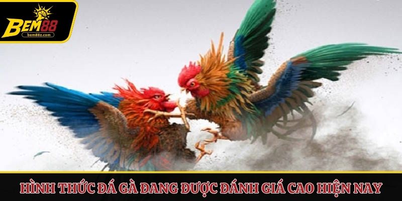 Hình thức đá gà đang được đánh giá cao hiện nay